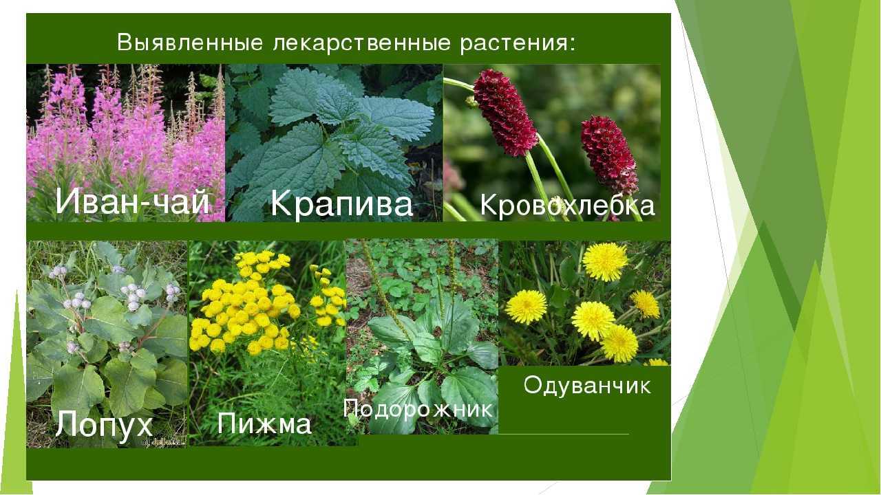 Лечебные травы и растения и их применение с фото