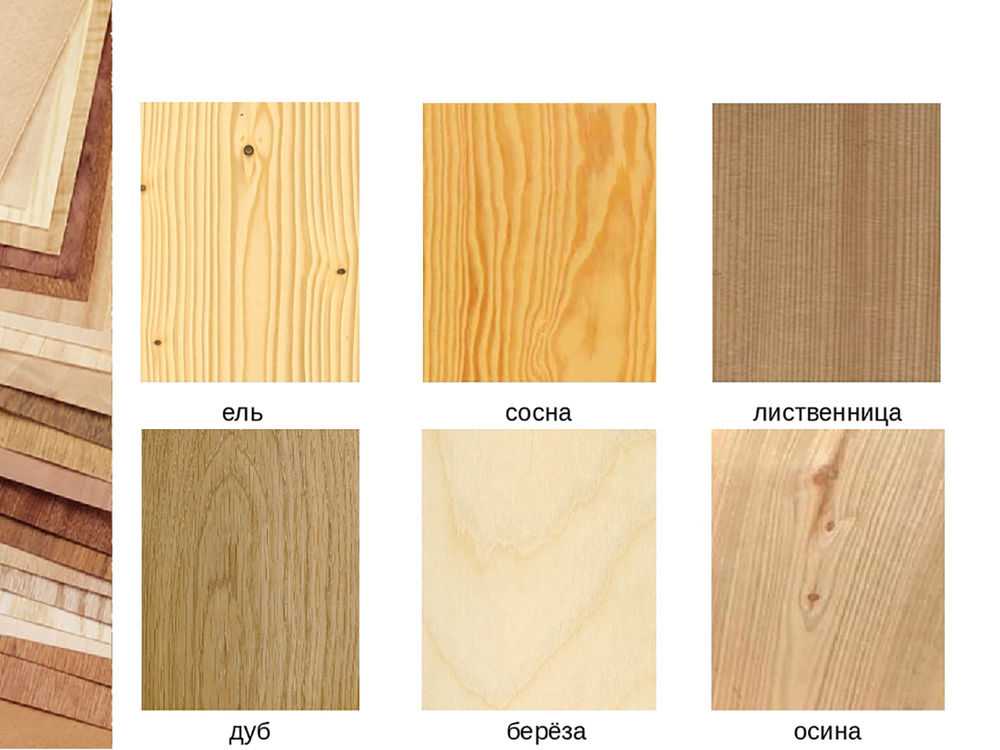 Как отличить доску. Цвет древесины разных пород. Цвет различных пород дерева. Цвета древесины разных пород дерева. Светлые сорта древесины.