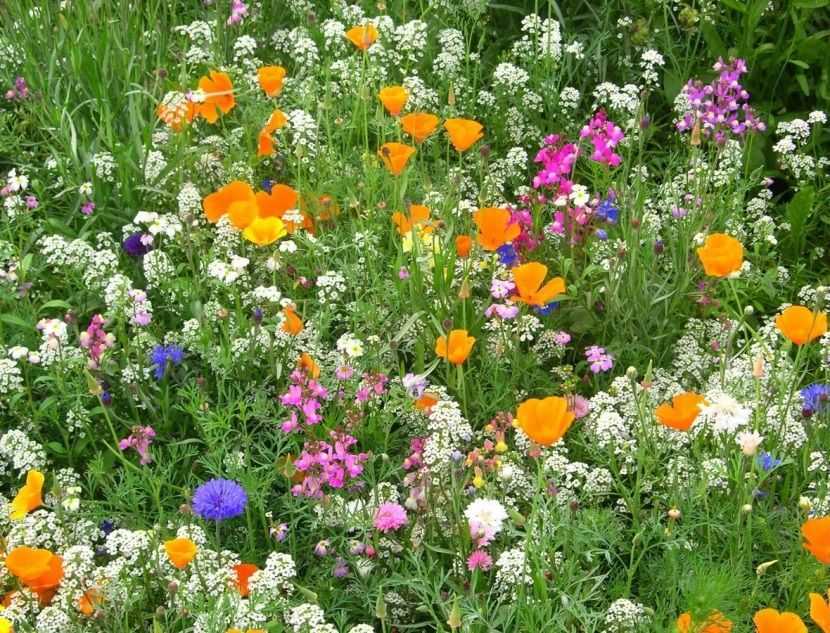 Цветущий луг: 13 растений для мавританского газона