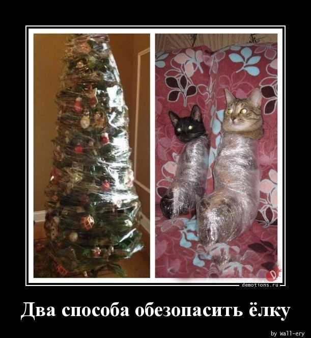 Как отвадить соседских котов от своего участка. топ-5 способов selo.guru — интернет портал о сельском хозяйстве