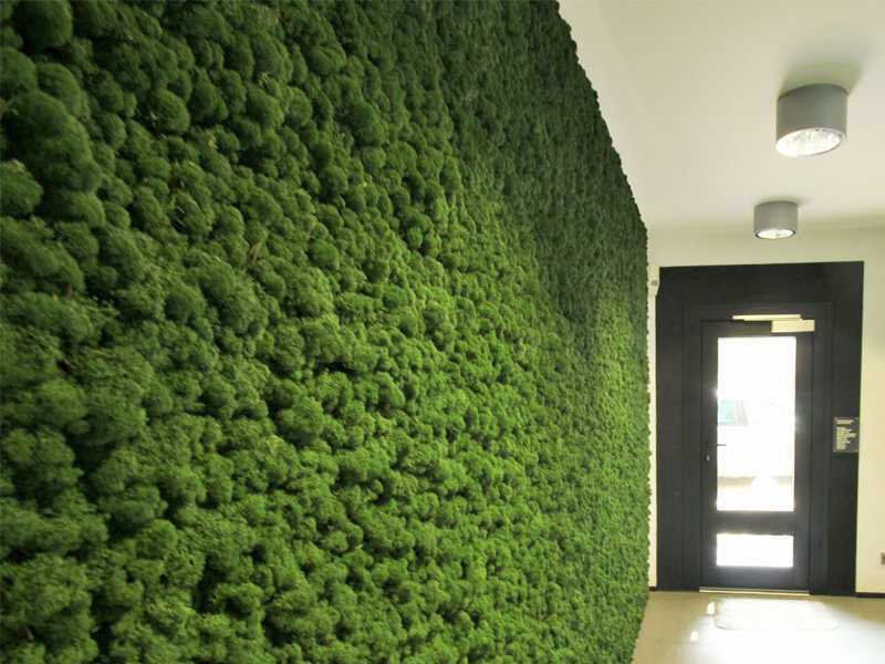 Как вырастить мох на стене?