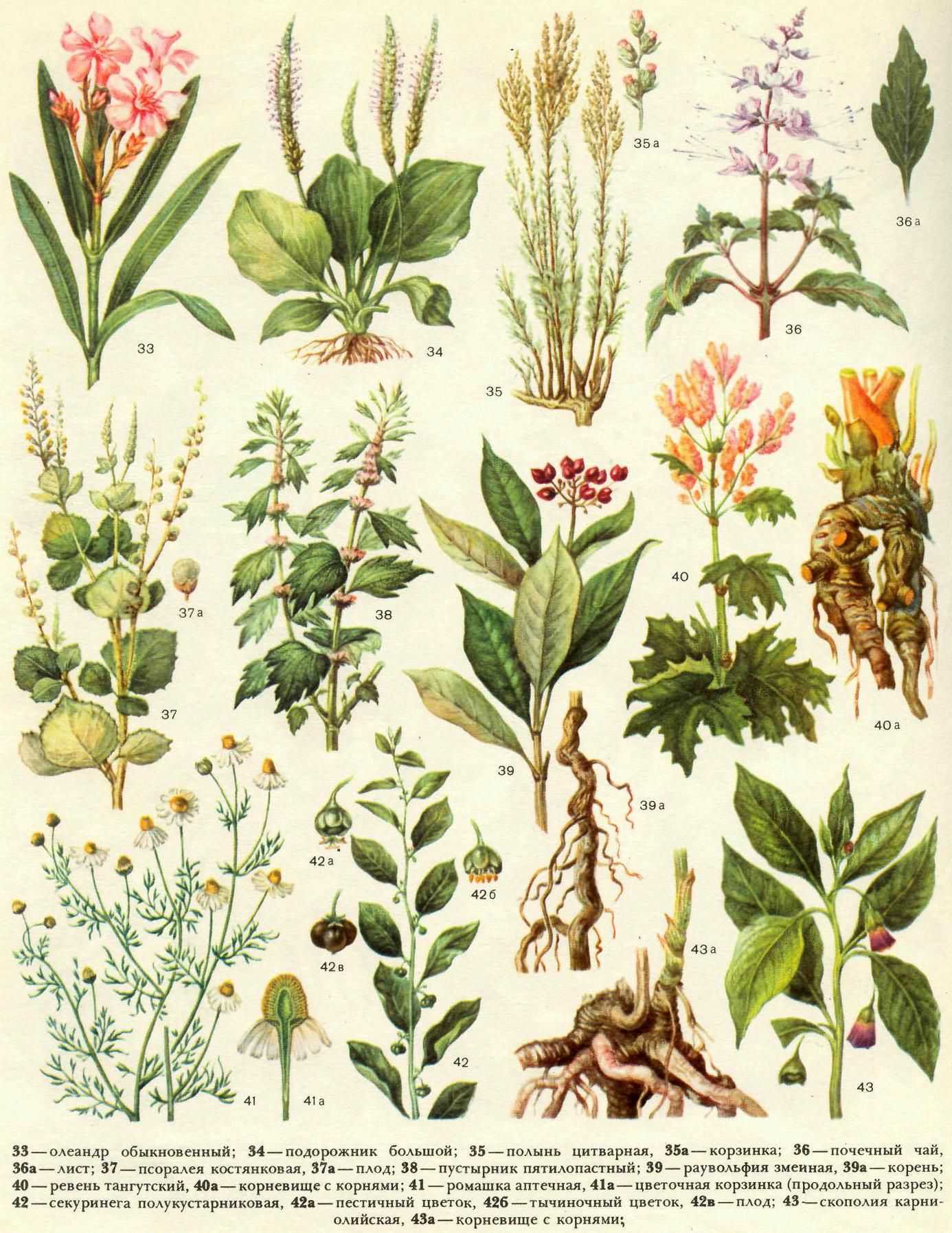 Полевые травы для чая в картинках с названием