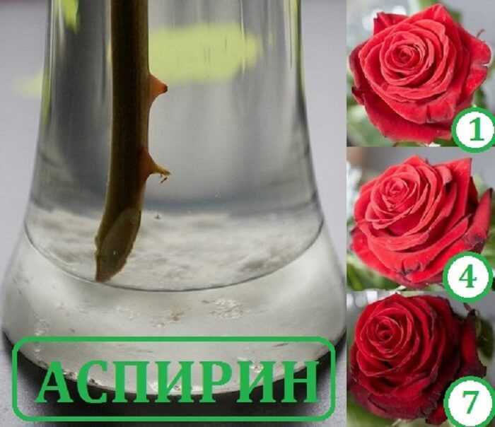 Чтобы букет роз долго простоял. Аспирин для цветов в вазу. Сохранение срезанных роз в букете. Сахар для роз в вазе. Как дольше сохранить розы в вазе.