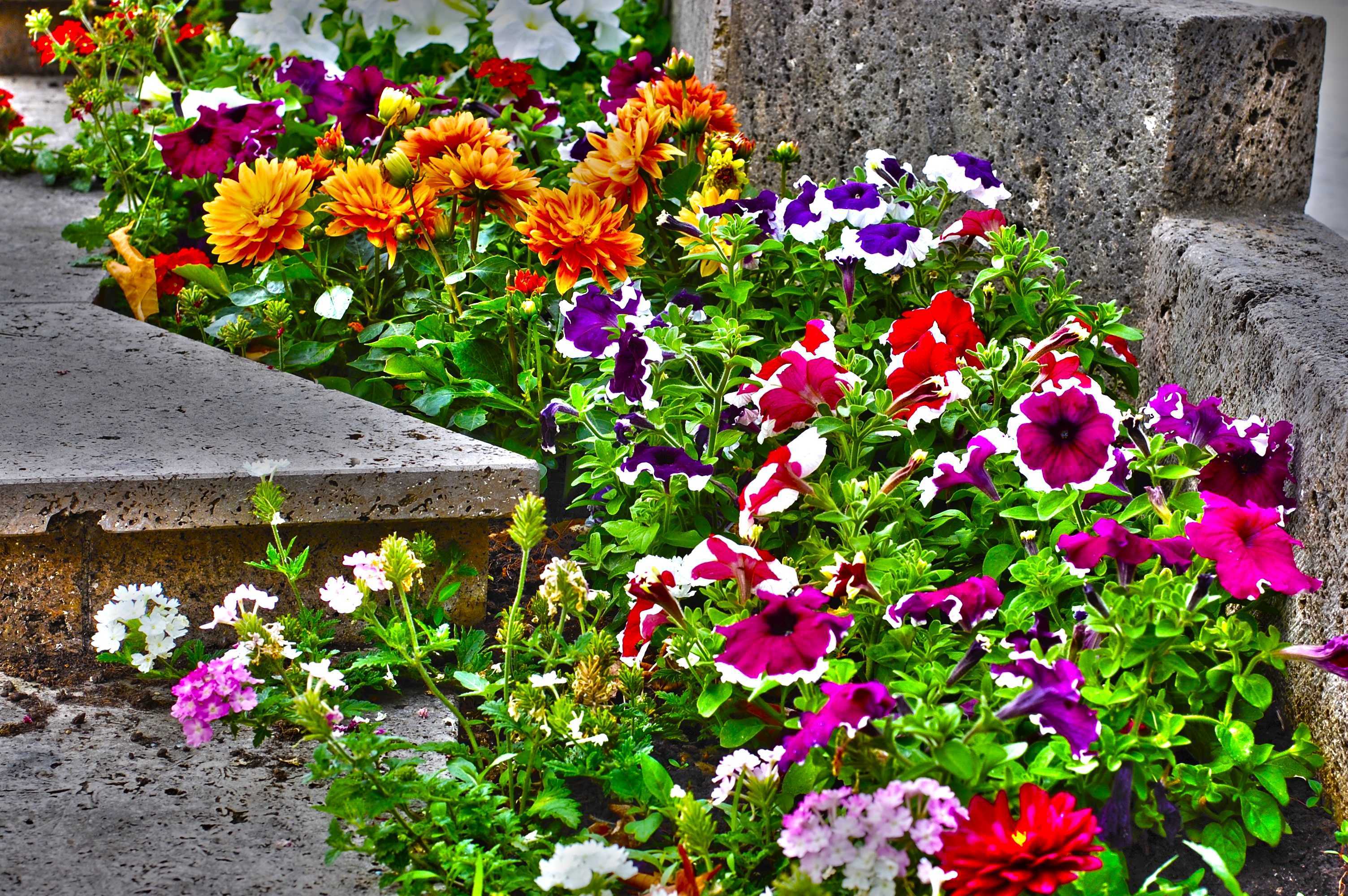 Уличные цветы для клумбы фото и названия которые цветут все лето