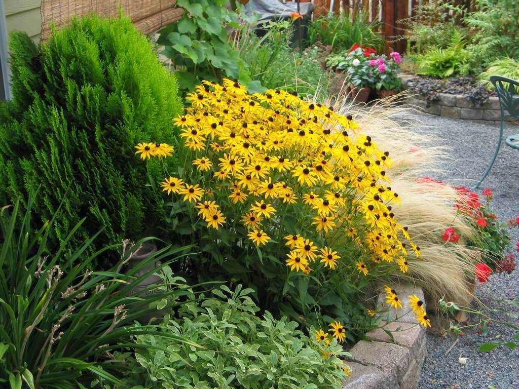Клумба на солнцепеке: какие цветы смогут расти на сухом и солнечном участке