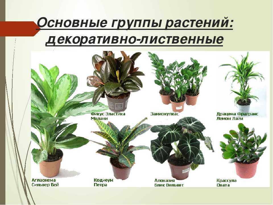 18 лучших комнатных растений для мужчин