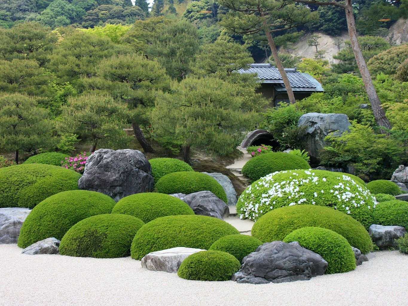 Корея японская кустарник