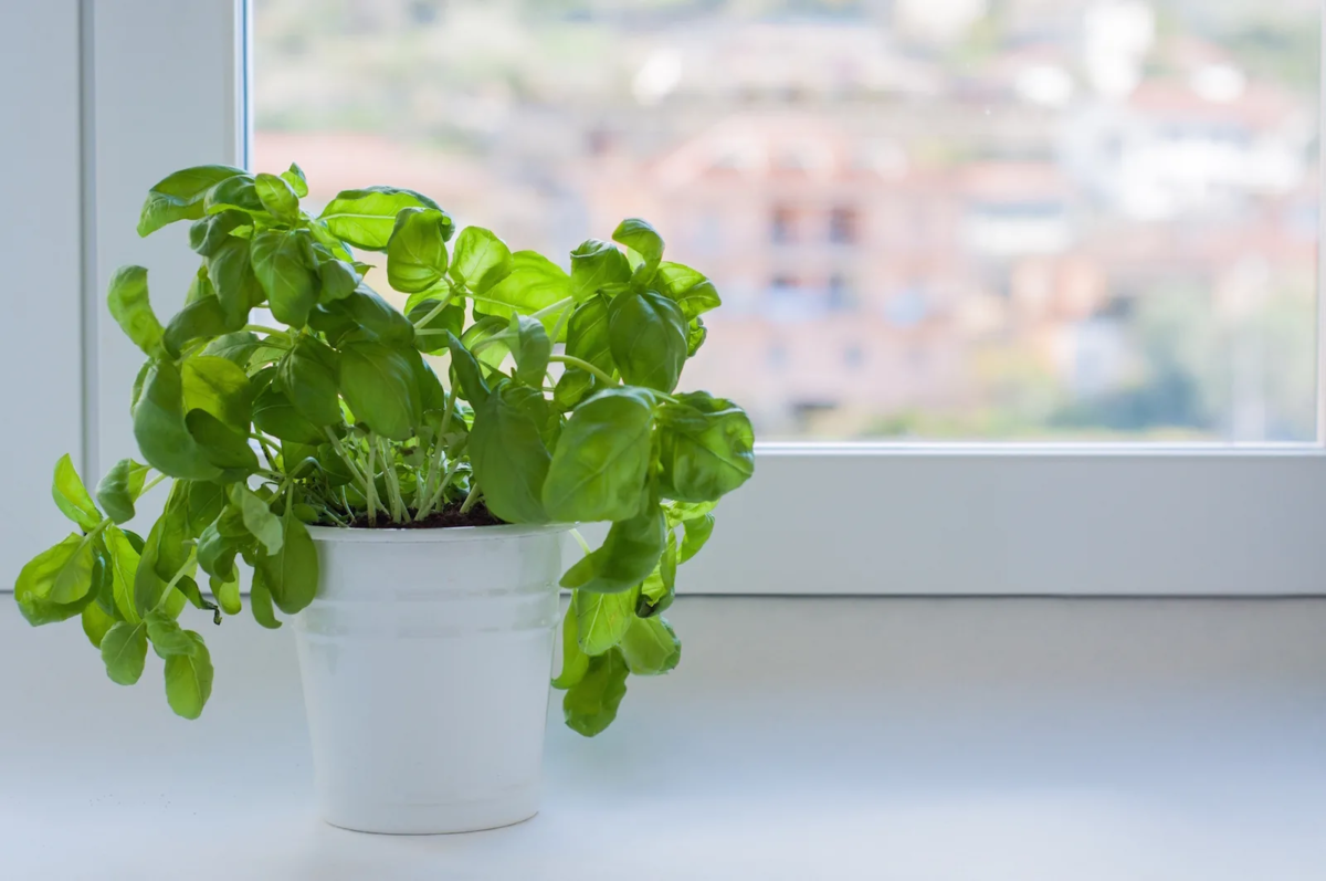 Выращивание зелени в домашних условиях – круглый год с витаминами: лук, петрушка, базилик, чеснок, тонкости данного процесса (фото & видео)