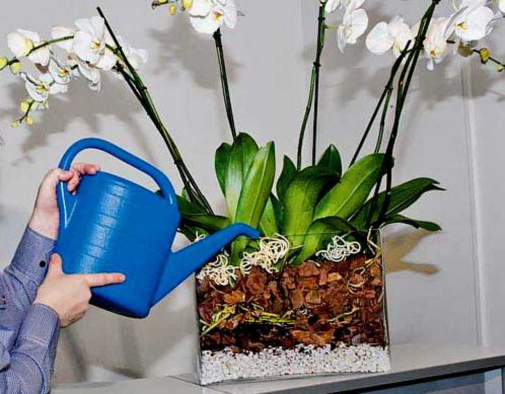 Орхидеи в горшках водой. Орхидея фаленопсис полив. Орхидея фаленопсис перевалка. Орхидея Камбрия полив. Фаленопсис мини грунт.
