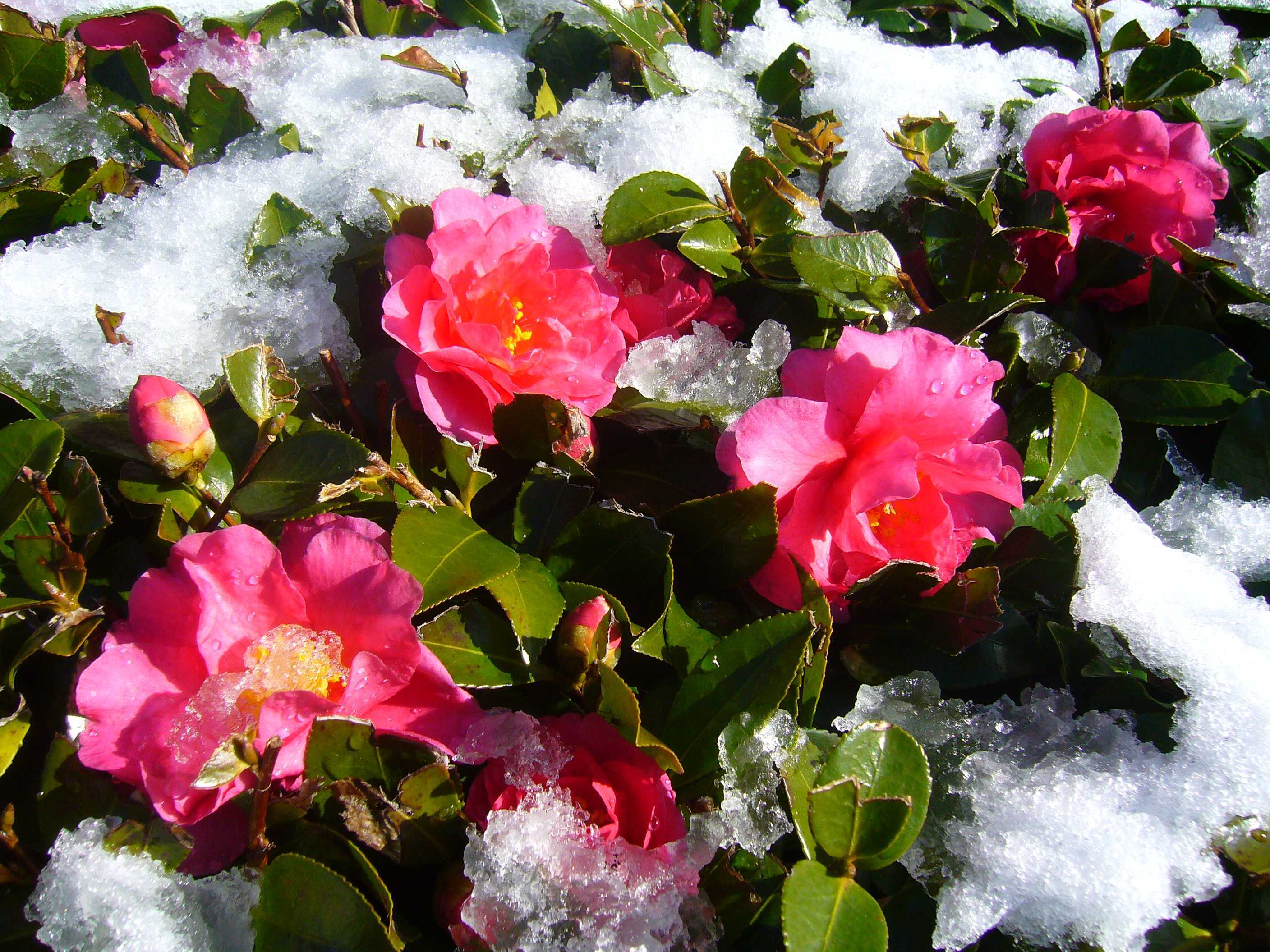 Чем подкормить розы зимой. Снежная Камелия. Зимняя Камелия. Камелия японская Снежная.