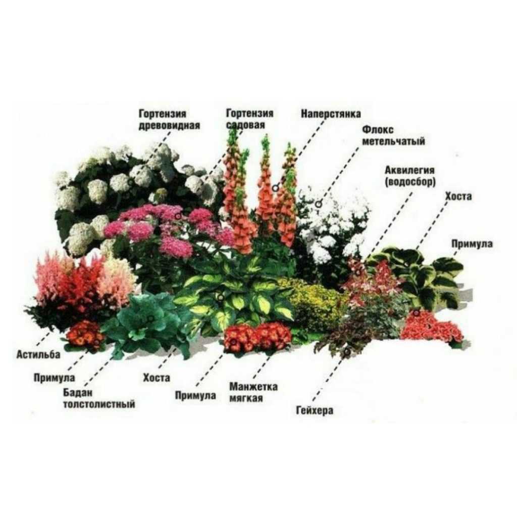 Цветник миксбордер непрерывного цветения схема