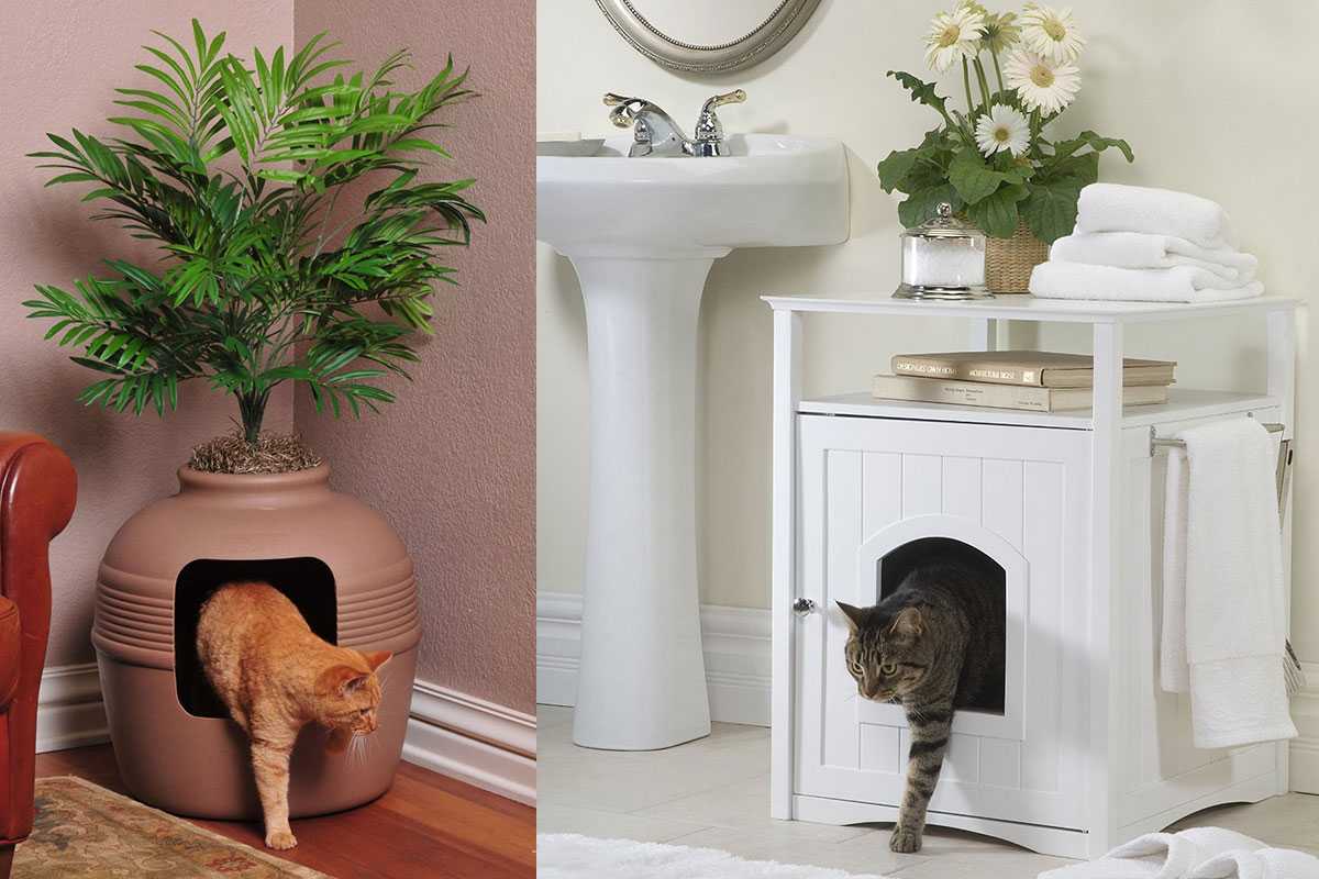 Туалет для кошек - закрытый лоток, или домик, особенности выбора и использования кошачьего туалета