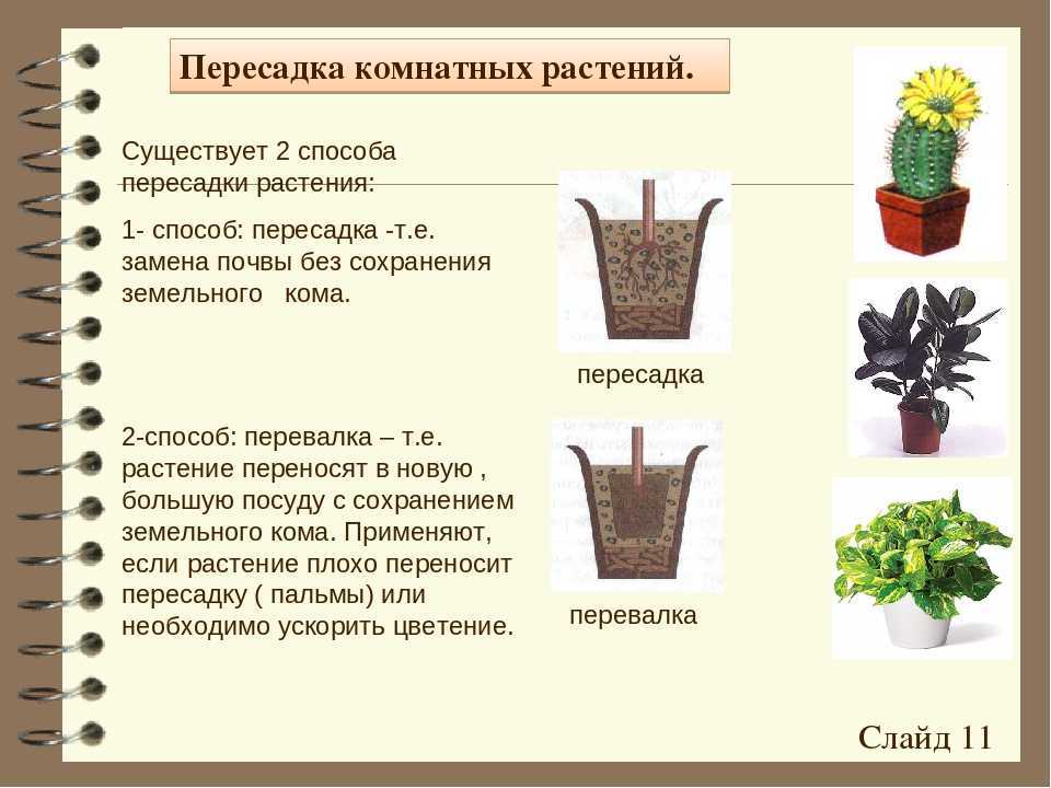 Пересадка определение. Пересадки и перевалки комнатных растений. Этапы посадки комнатных растений. Схема пересадки комнатных растений. Способы пересадки растений.