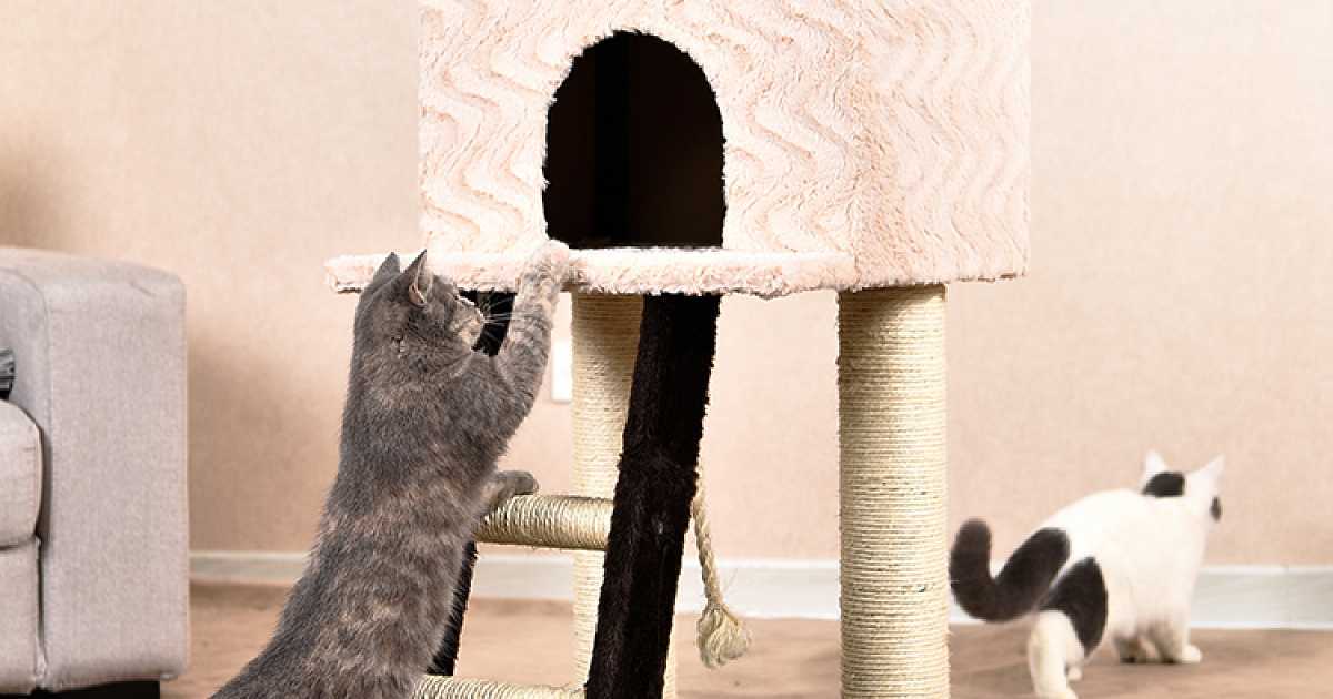 Виды домиков для кошек - кот в доме
