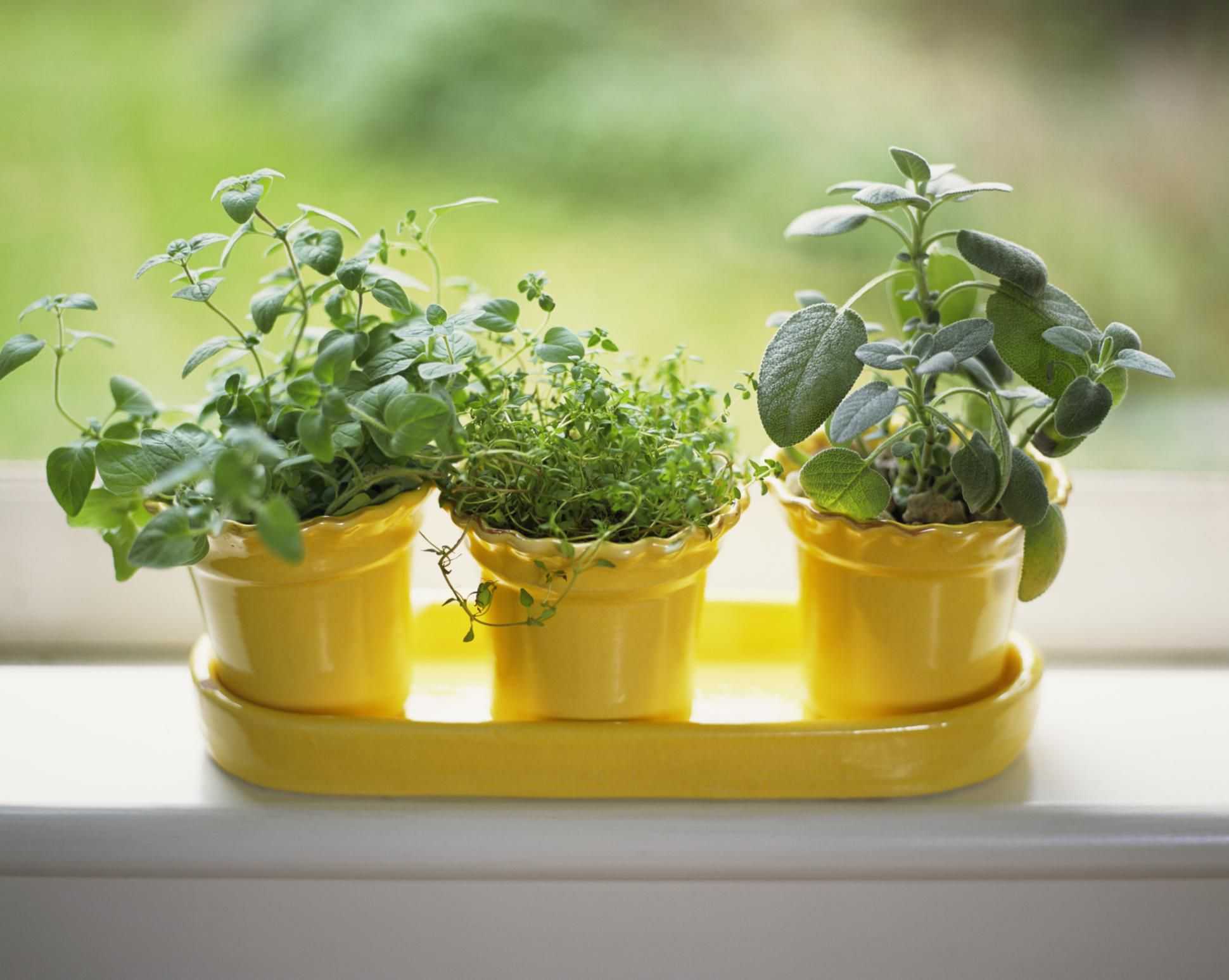 Plants tv. Зелень на подоконнике. Растения на окне.
