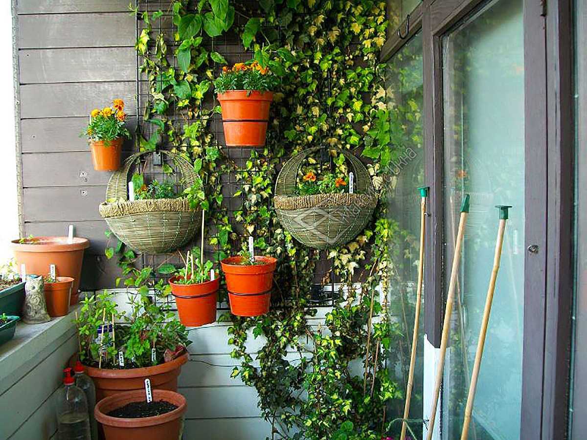 Balcony gardening. Сад оранжерея на балконе. Комнатные растения на балконе. Цветы в горшках на балконе. Подвесные кашпо в саду.